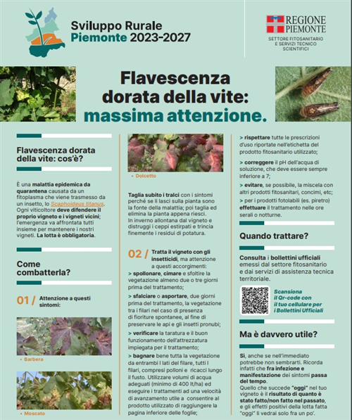Misure fitosanitarie di emergenza e aggiornamento prescrizioni per il contrasto della Flavescenza Dorata della vite nella Regione Piemonte – Piano operativo - Anno 2024